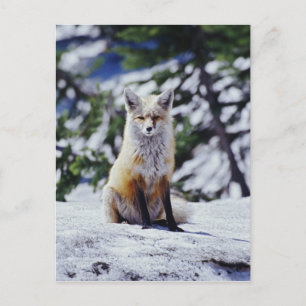 Red Fox zit op sneeuwbank, Vulpes, Mt. Briefkaart