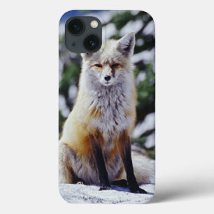 Red Fox zit op sneeuwbank, Vulpes, Mt. iPhone 13 Hoesje