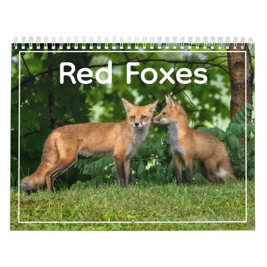 Red Foxes Calendar Kalender (Hoes)