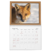 Red Foxes Calendrier de l'année (Feb 2027)