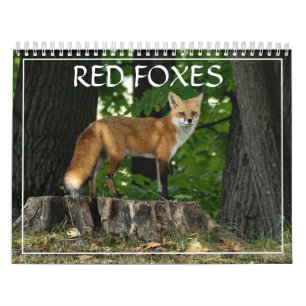 Red Foxes Kalender