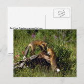 Red Foxes-kits Briefkaart (Voorkant / Achterkant)