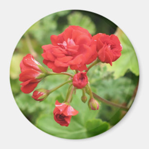 Red Geranium Magnet Magneet