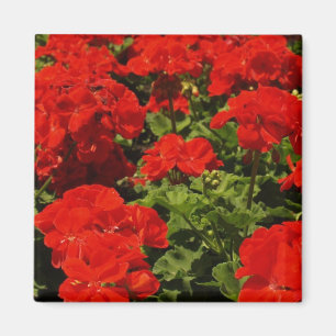 Red Geraniums Magnet Magneet