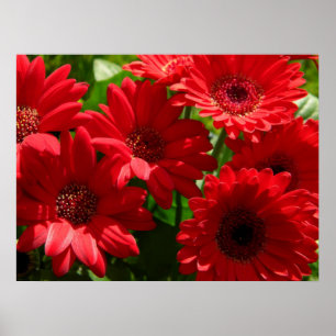 Red Gerber Daisies 2012 5a Poster