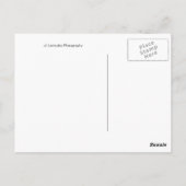 Red Gerber Daisy Briefkaart (Achterkant)