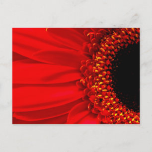 Red Gerber Daisy Briefkaart