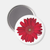 Red Gerber Daisy close-up foto Magneet (Voorkant / Achterkant)