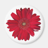Red Gerber Daisy close-up foto Magneet (Voorkant)