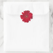 Red Gerber Daisy close-up foto Ronde Sticker (Tas)