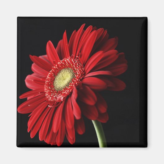 Red Gerber Daisy Magnet Carré (Devant)