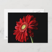 Red Gerber Daisy Postcard Briefkaart (Voorkant / Achterkant)
