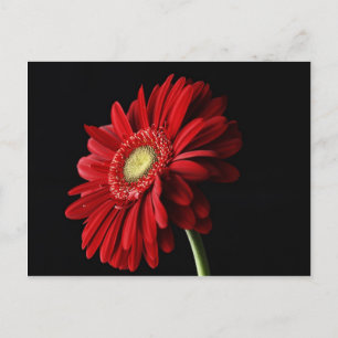 Red Gerber Daisy Postcard Briefkaart