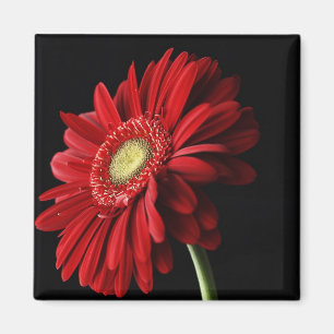 Red Gerber Daisy Square Magnet Magneet