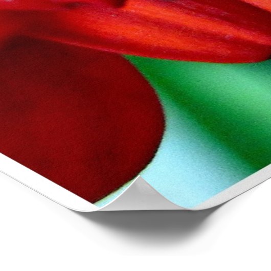 Red Gerber Poster (Hoek)