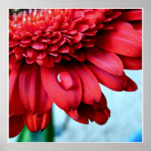 Red Gerber Poster (Voorkant)