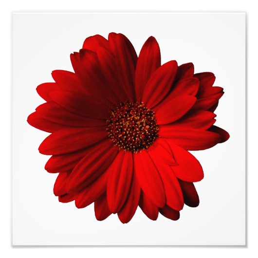 Red Gerbera Daisy Photo Print Foto Afdruk (Voorkant)