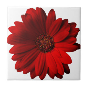 Red Gerbera Daisy Tegeltje