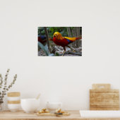 Red Golden Pheasant Poster (Keuken)
