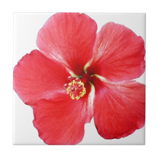 Red Hawaiian Hibiscus Flower Tegeltje (Voorkant)