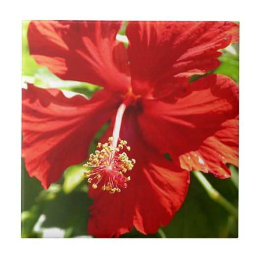 Red Hawaiian Hibiscus Flower Tegeltje (Voorkant)