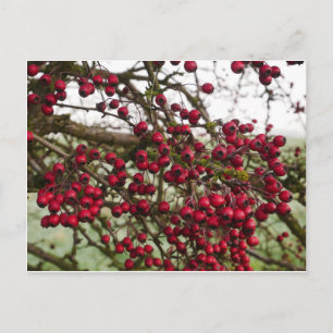 Red Hawthorn Berries Briefkaart