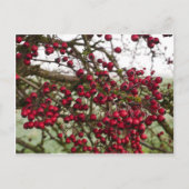 Red Hawthorn Berries Briefkaart (Voorkant)