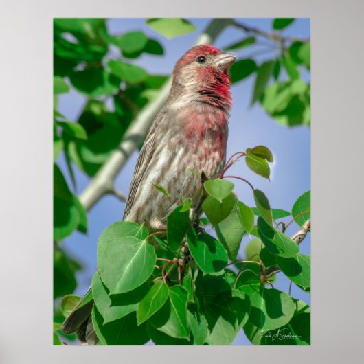 Red Headed House Finch Poster (Voorkant)