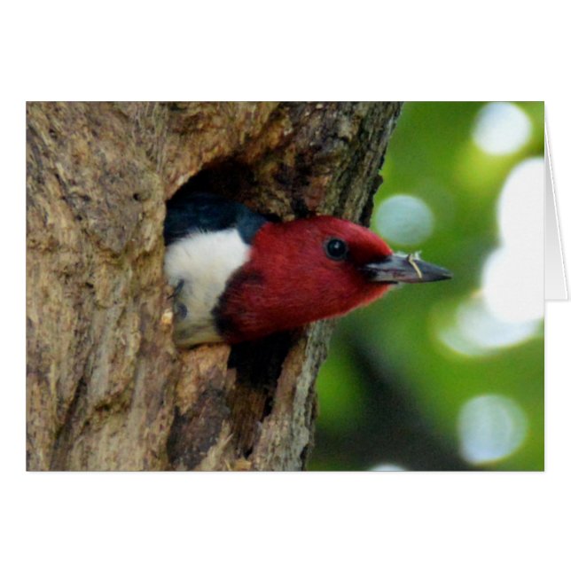 Red-Headed Woodpecker (Voorkant Horizontaal)