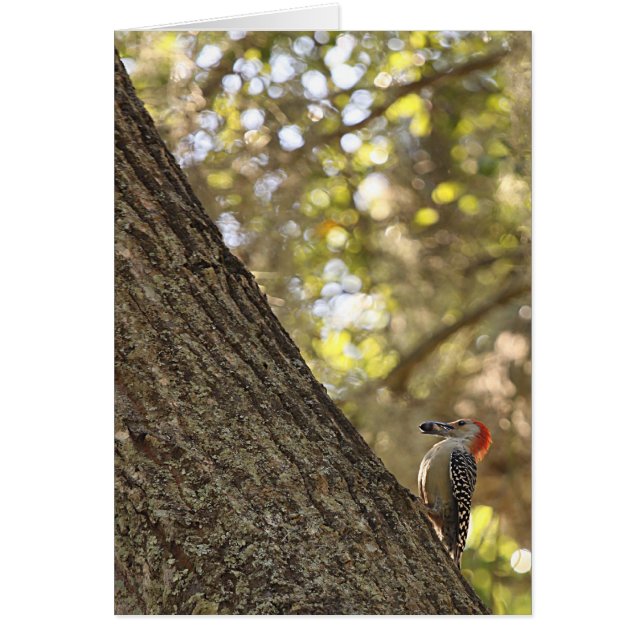Red Headed Woodpecker (Voorkant)
