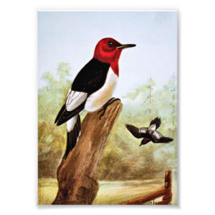 Red Headed Woodpecker Art Foto Afdruk