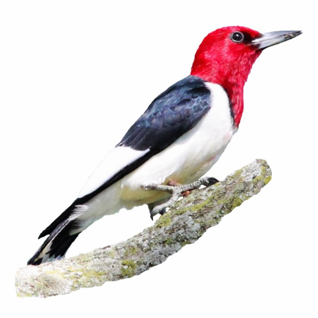 Red-Headed Woodpecker Fotobeeldje Magneet (Voorkant)