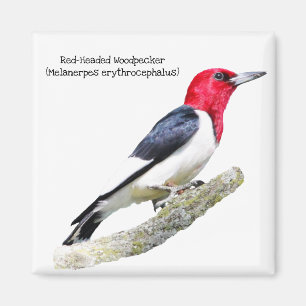 Red-Headed Woodpecker Magneet