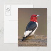 Red-headed Woodpecker on fence Briefkaart (Voorkant / Achterkant)