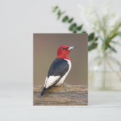 Red-headed Woodpecker on fence Briefkaart (Staand voorkant)