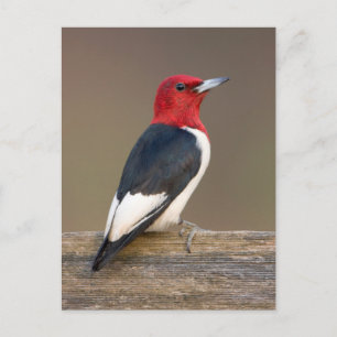 Red-headed Woodpecker on fence Briefkaart