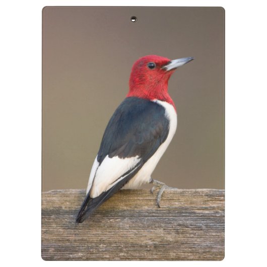 Red-headed Woodpecker on fence Klembord (Achterkant)