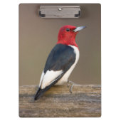 Red-headed Woodpecker on fence Klembord (Voorkant)