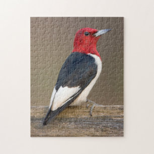 Red-headed Woodpecker on fence Legpuzzel