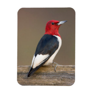 Red-headed Woodpecker on fence Magneet