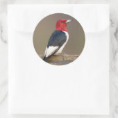 Red-headed Woodpecker on fence Ronde Sticker (Tas)