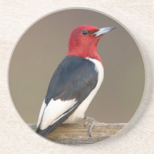Red-headed Woodpecker on fence Zandsteen Onderzetter