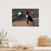 Red-Headed Woodpecker Poster (Keuken)