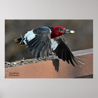 Red-Headed Woodpecker Poster
