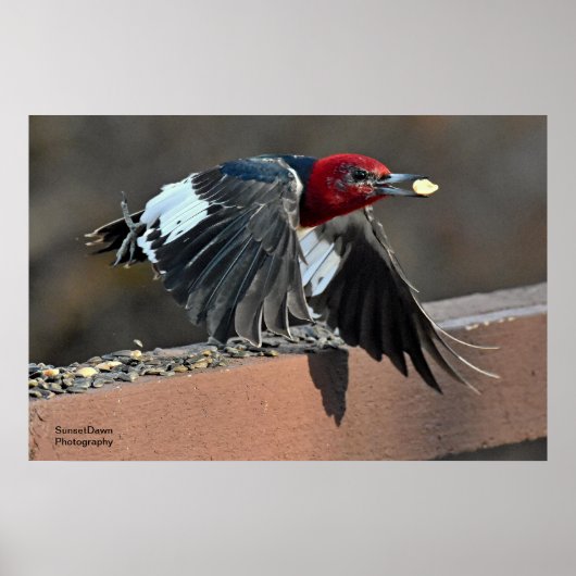 Red-Headed Woodpecker Poster (Voorkant)