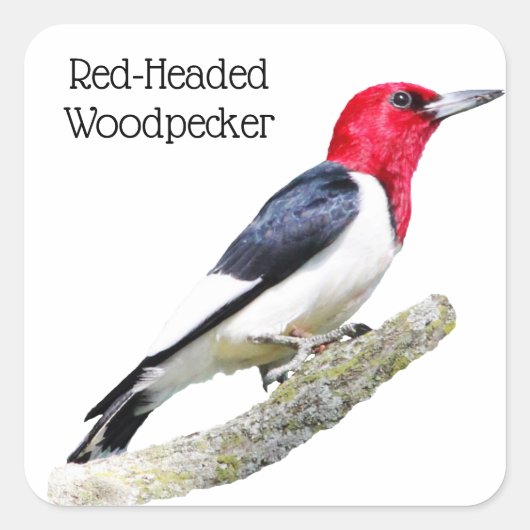 Red-Headed Woodpecker Vierkante Sticker (Voorkant)