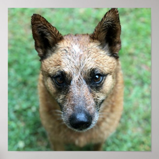 Red Healer Australian Cattle Dog Poster (Voorkant)