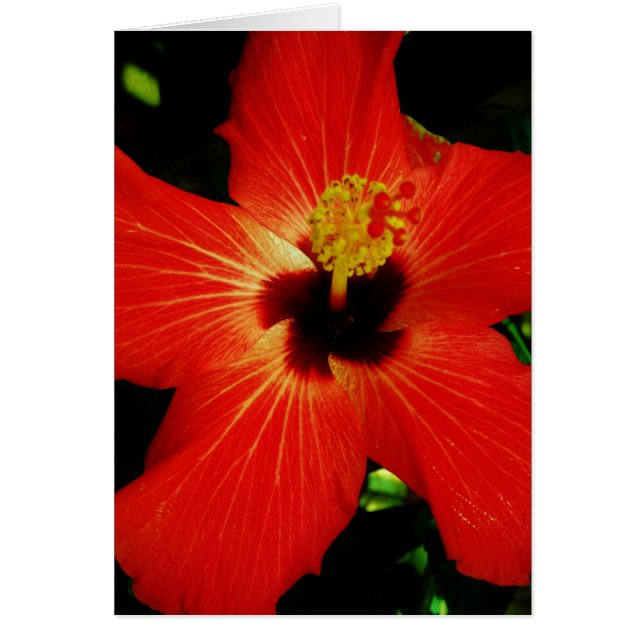 Red Hibiscus (Voorkant)