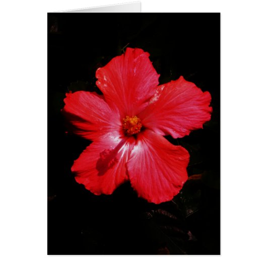 Red Hibiscus (Voorkant)