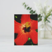 Red Hibiscus Briefkaart (Staand voorkant)